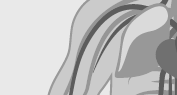 HealthOn DiGA-Radar: Lunge